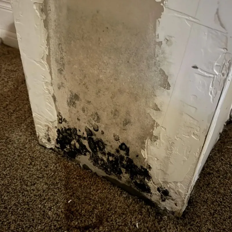 Professional Mold Removal in Warrenville, SC